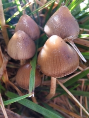 Psilocybe semilanceata