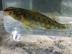 Holiday Darter photo 3