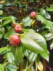 Camellia japonica