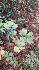 Caulophyllum thalictroides