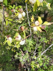 Symphoricarpos rotundifolius