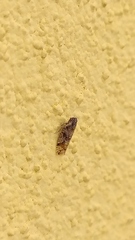 Cixiosoma bonaerense