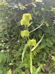 Fritillaria affinis
