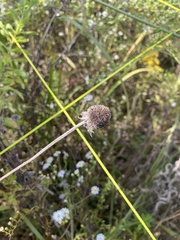 Rudbeckia hirta