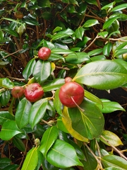 Camellia japonica