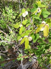 Symphoricarpos rotundifolius