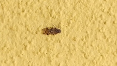 Cixiosoma bonaerense