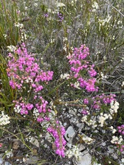 Erica excavata