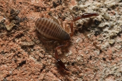 Panctenata