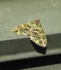 Austrocidaria similata