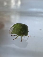 Spissistilus festinus