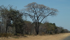 Pterocarpus angolensis
