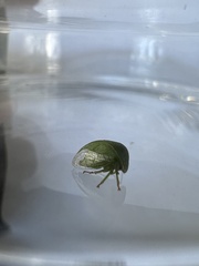 Spissistilus festinus