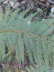 Polystichum setiferum