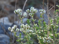 Origanum onites
