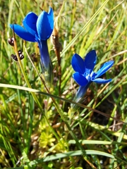 Gentiana bavarica bavarica