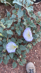 Datura