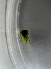 Spissistilus festinus