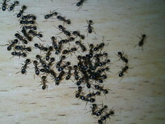 Tetramorium caespitum