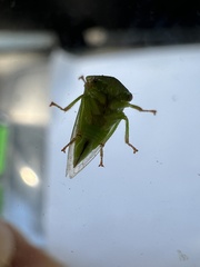 Spissistilus festinus