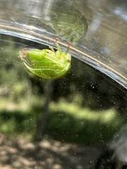 Spissistilus festinus