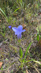 Gentianopsis virgata