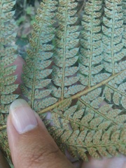 Polystichum setiferum