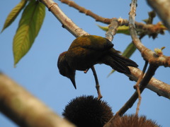 Dryobates passerinus