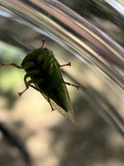 Spissistilus festinus