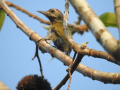 Dryobates passerinus