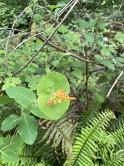 Lonicera ciliosa