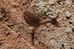 Panctenata