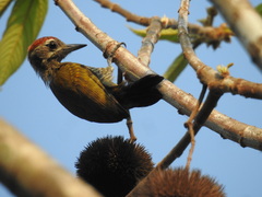 Dryobates passerinus