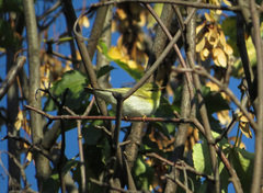 Phylloscopus sibilatrix