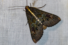 Sphingomorpha chlorea