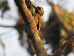 Dryobates passerinus