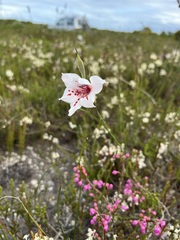 Gladiolus variegatus