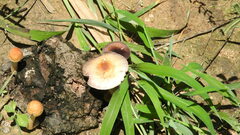 Psilocybe cubensis
