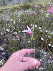 Gladiolus variegatus
