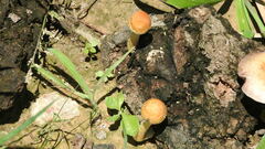 Psilocybe cubensis
