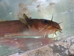 Noturus leptacanthus