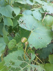 Ampelomyia vitispomum