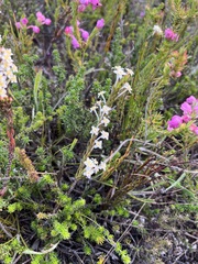 Struthiola ciliata
