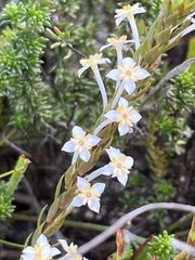 Struthiola ciliata
