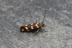 Scythris scopolella