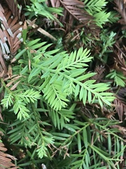 Sequoia