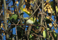 Phylloscopus sibilatrix