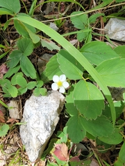 Fragaria vesca