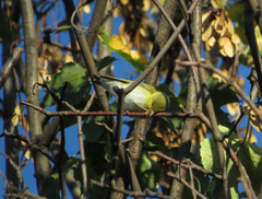Phylloscopus sibilatrix