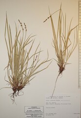 Carex communis communis